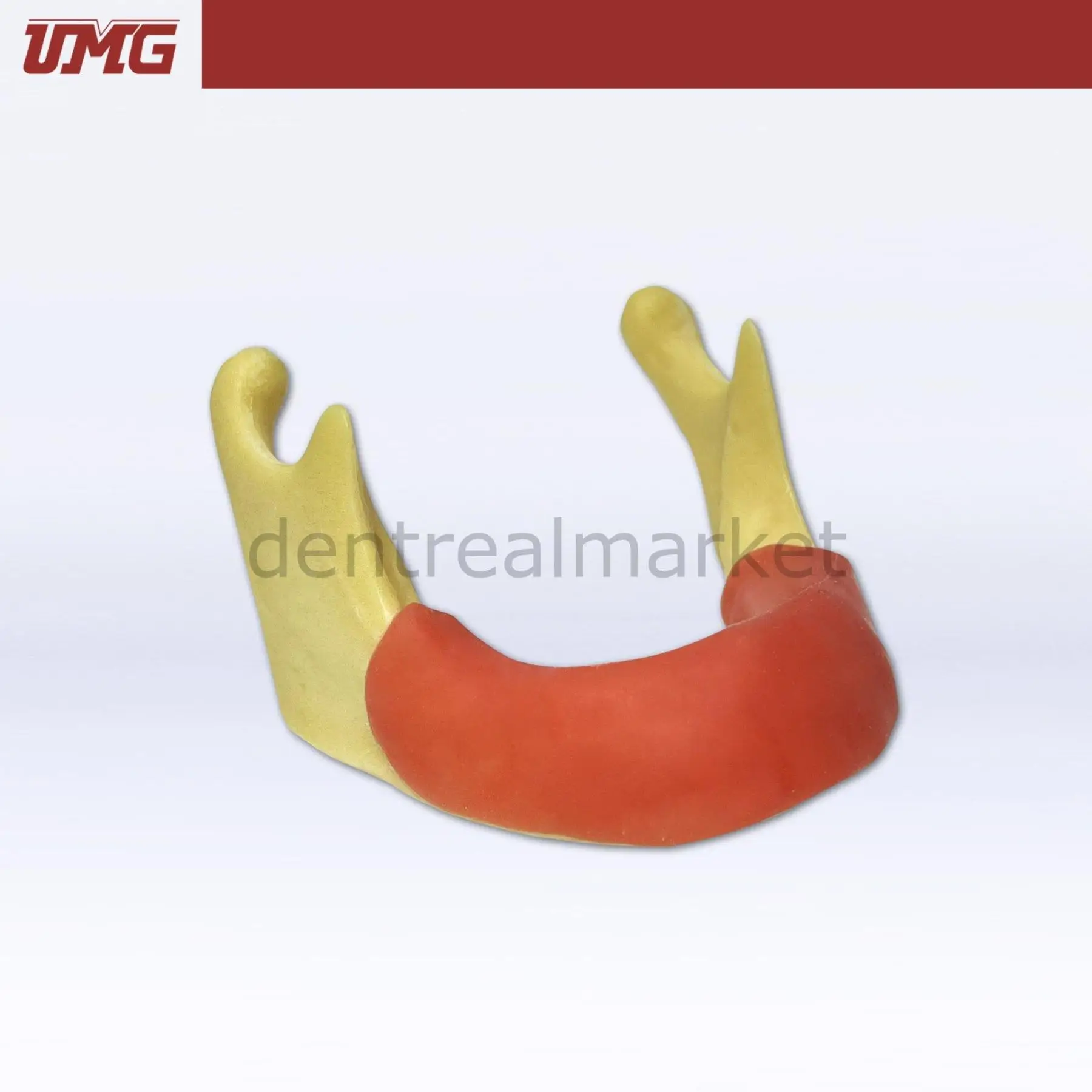 UMG Dental - Umg Model Anatomically Shaped Bone Mandible for Implant Placement Application - UM-Z12