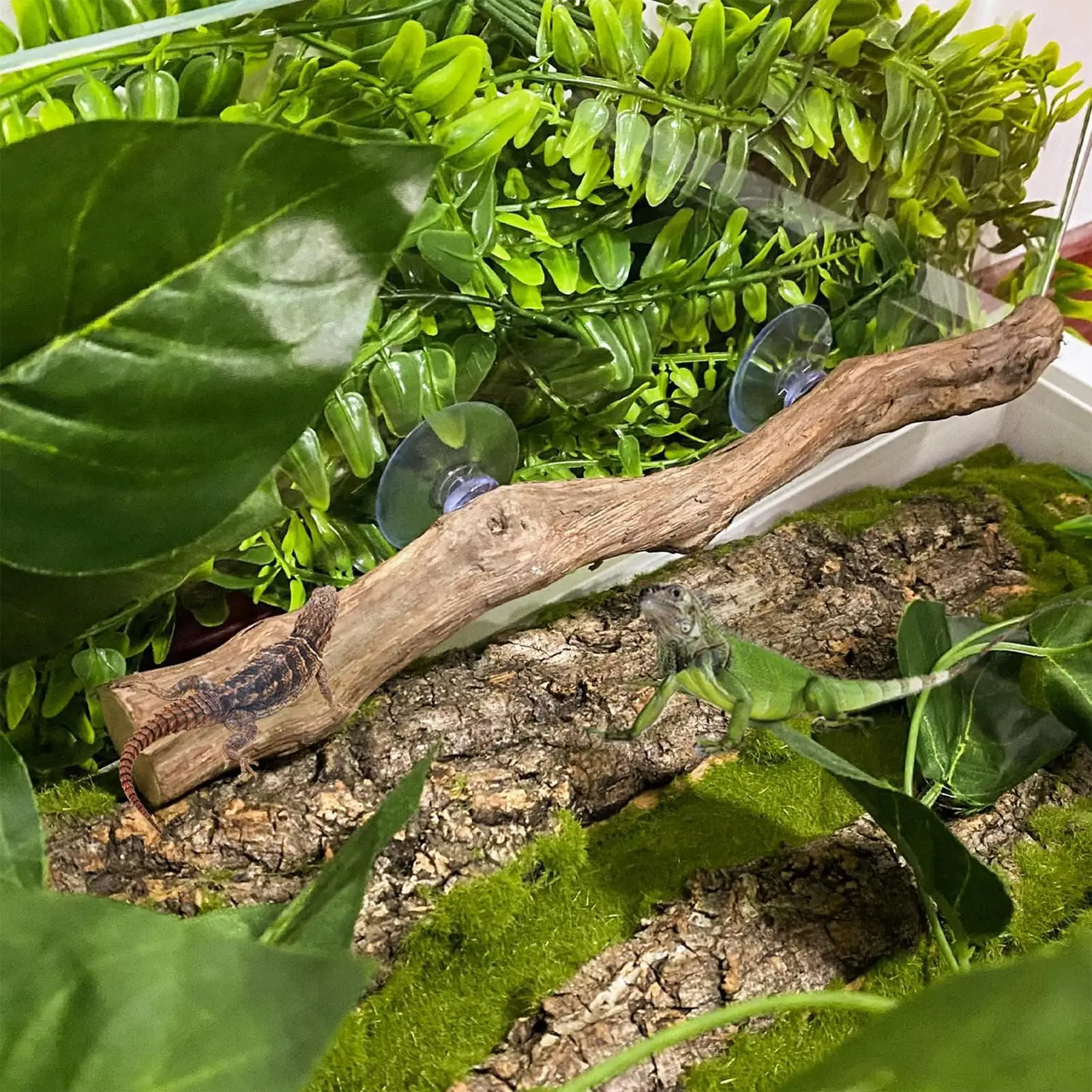 Reptilien-Kletterecke, rutschfeste Reptilienzweige, Reptilien-Deko für Bartagamen, Schlangen, Geckos, Chamäleons, Frösche – Detail 3