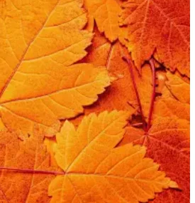 Android Multimedia … - image