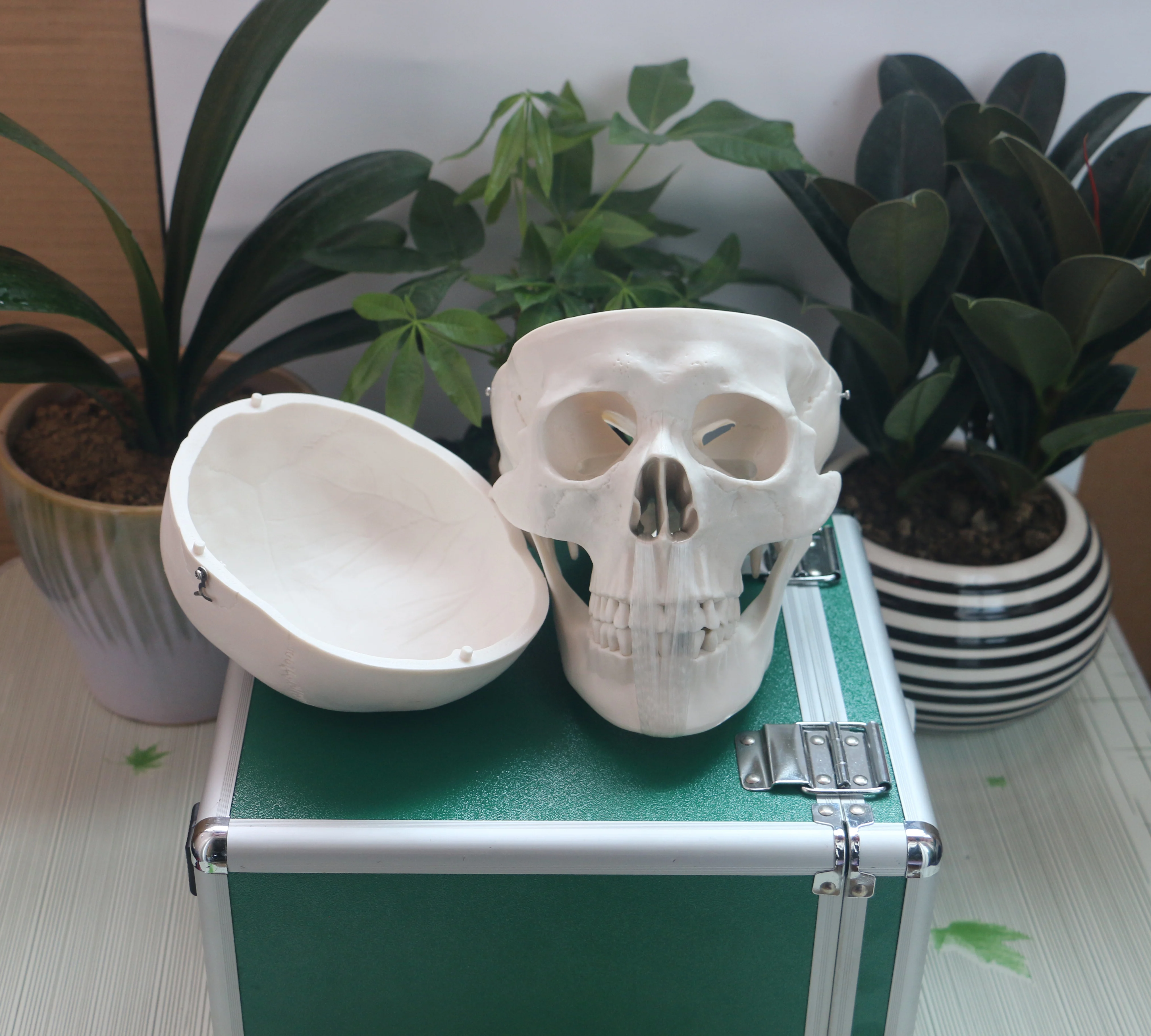 

Human Skull Model