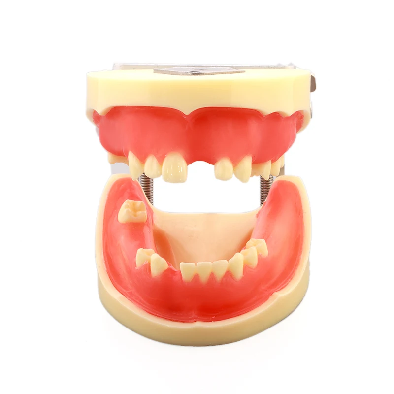 

Dental Model Teeth Model Implant Practice Model Cutting and Suturing Practices Study Analysis Demonstration