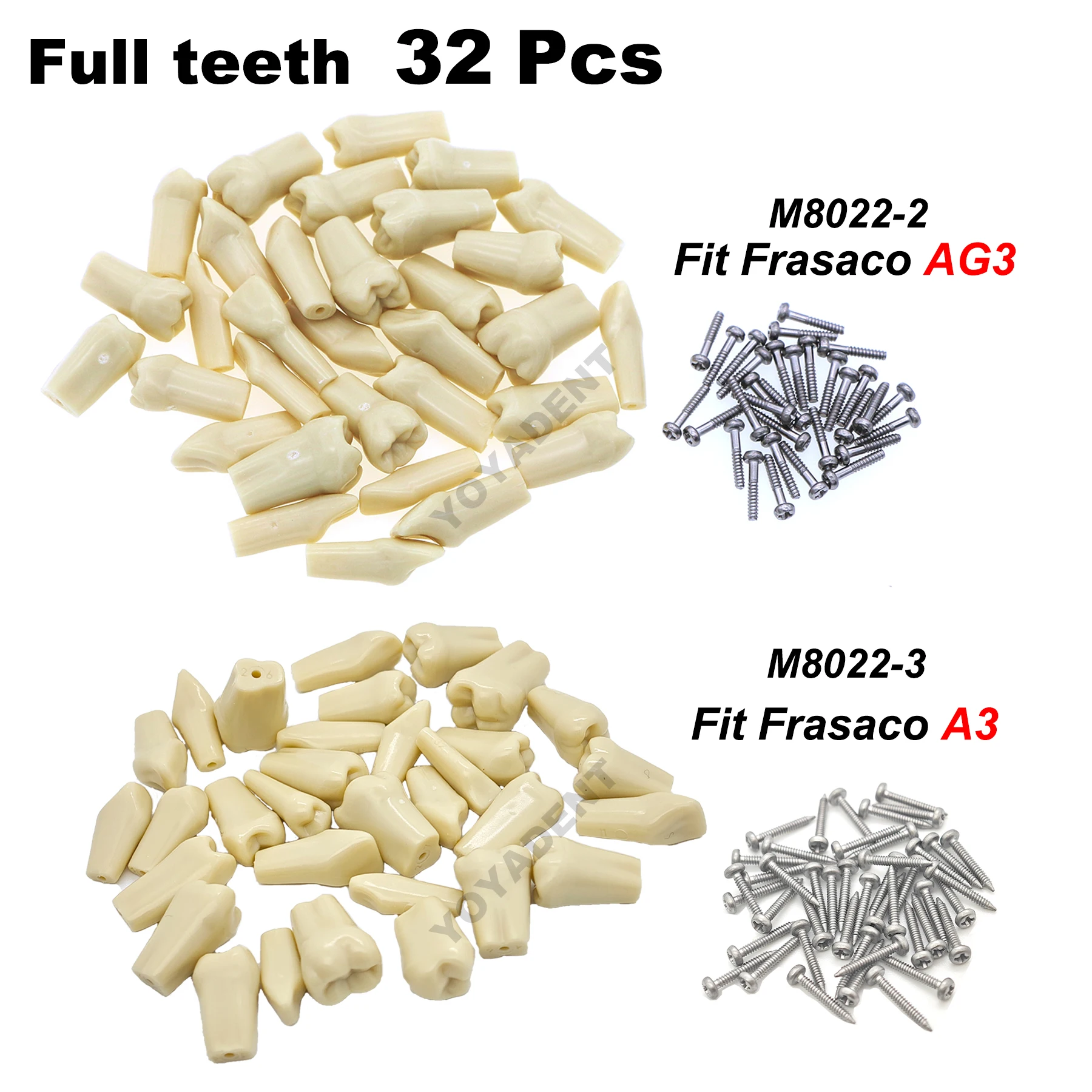 

Fit Frasaco A3/AG3 Type Dental Teeth Model Full teeth 32Pcs Replacement Tooth Particles Dentistry Preparation Training Teach