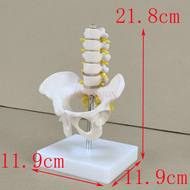 Pelvis model Small pelvic belt Five-section lumbar vertebra joint model Skeleton nerve structure Hip patella Coccyx