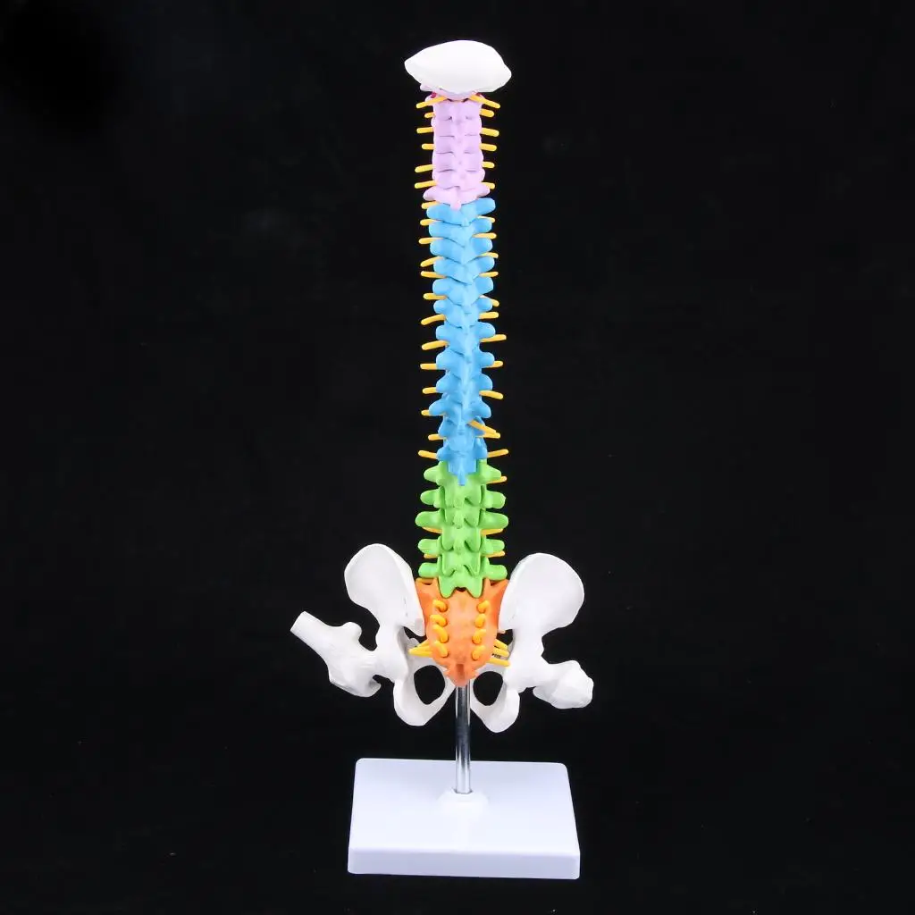 modelo-anatomico-de-columna-vertebral-humana-de-pvc-45-cm-con-columna-vertebral-y-pelvis-herramienta-educativa-para-laboratorios-escolares-y-estudios