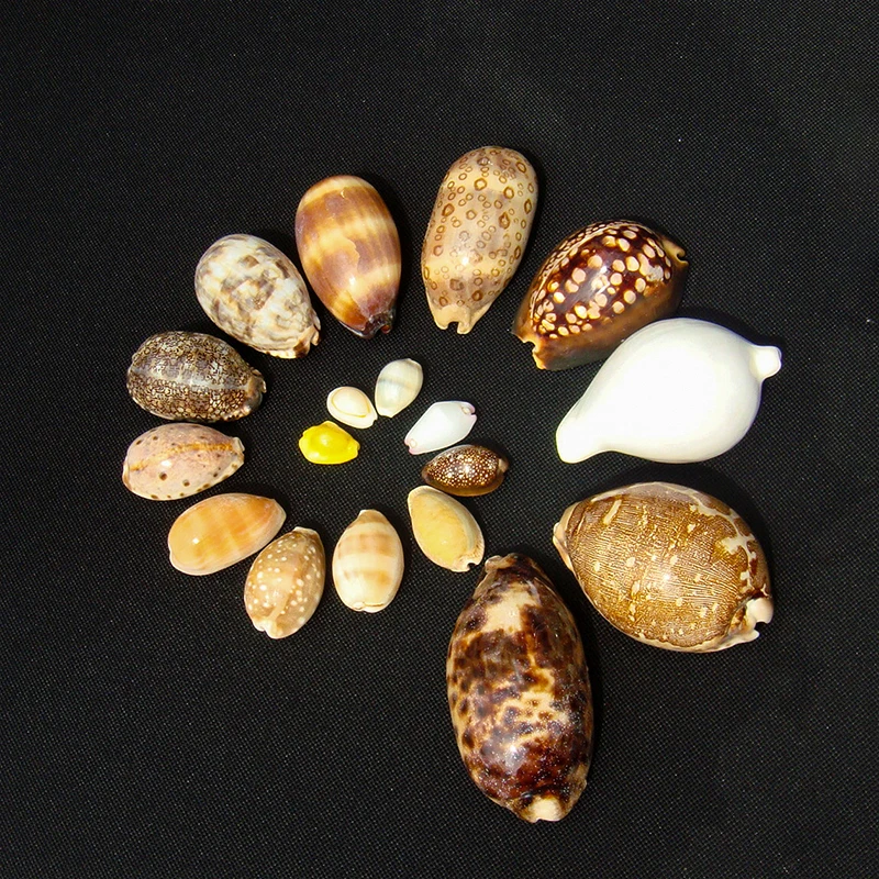 Natural cowries Package, specimen Collection, Home Decoration, Popular Science Gift, Fish Tank Landsc