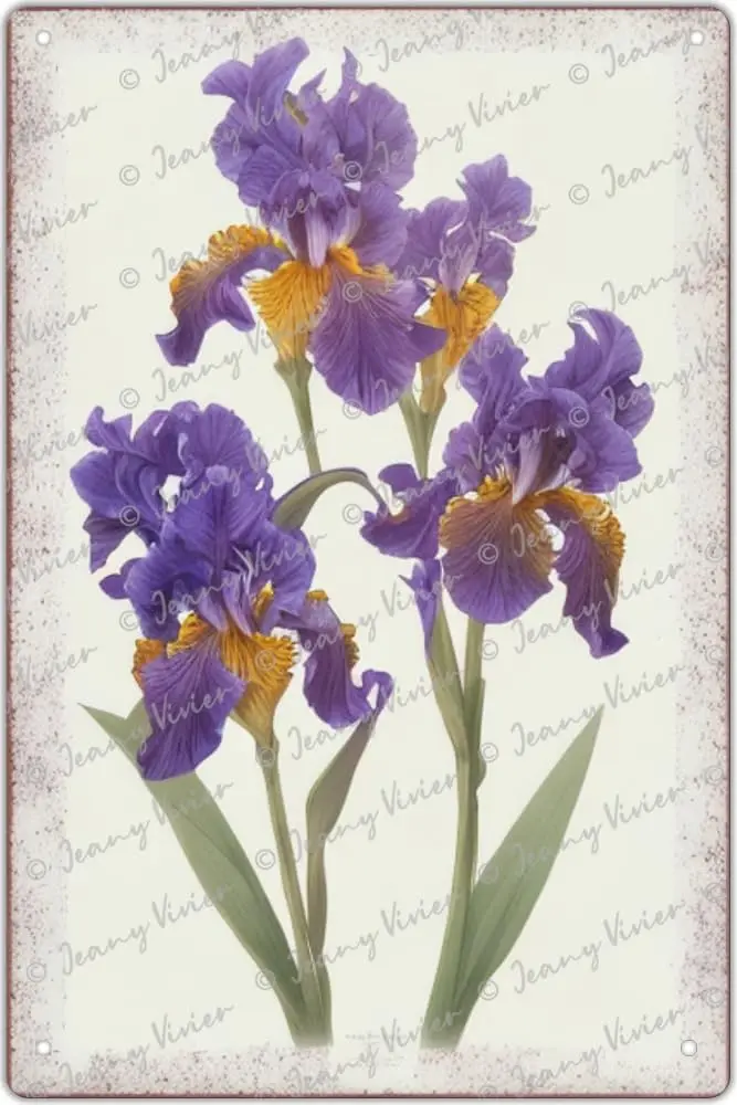 Purple Iris Wall Art, Vintage Botanical Art, Violet Iris Flower Wall Decor, Shabby Chic Wall Decor French Decor Funny Metal Sign