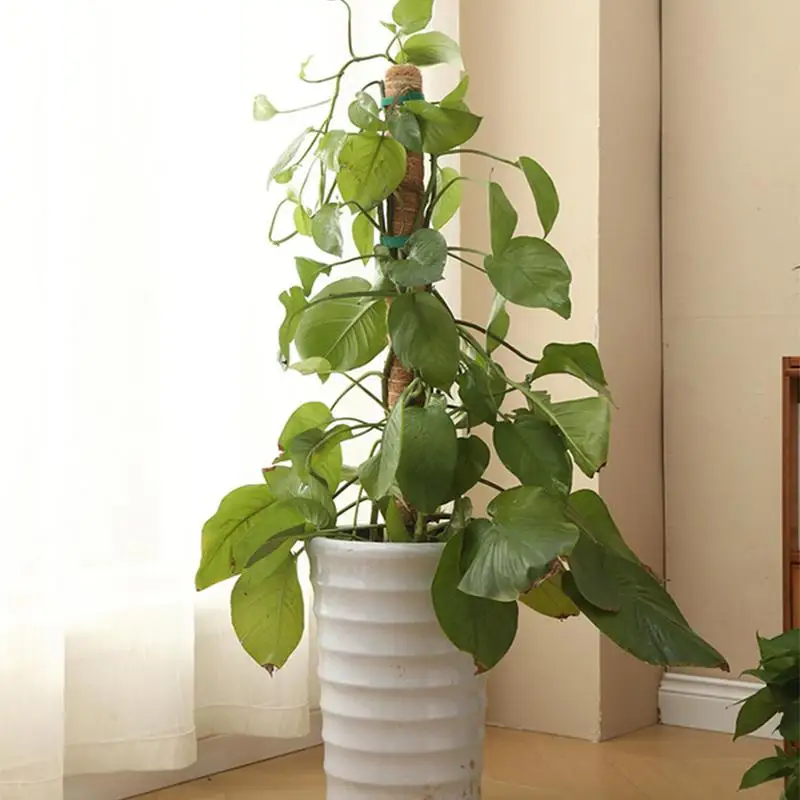 جوز الهند النخيل عصا جوز الهند الطوطم نبات تسلق القطب Monstera حصة هيكل قوي إكسسوارات الحديقة تعريشة داخلية ل Pothos