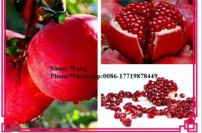 Peladora automática de Granada, 1-1,5 t/h, separador de Aril de Granada, máquina procesadora de jugo de Granada