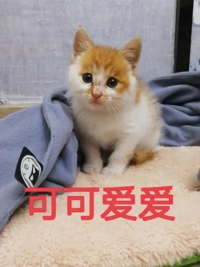 

FOR Black Coating Brass 1.0" Beadlock Wheel Tires Set for 1/24 1/18 RC Crawler Car Axial SCX24 AX24 TRX4M FCX24