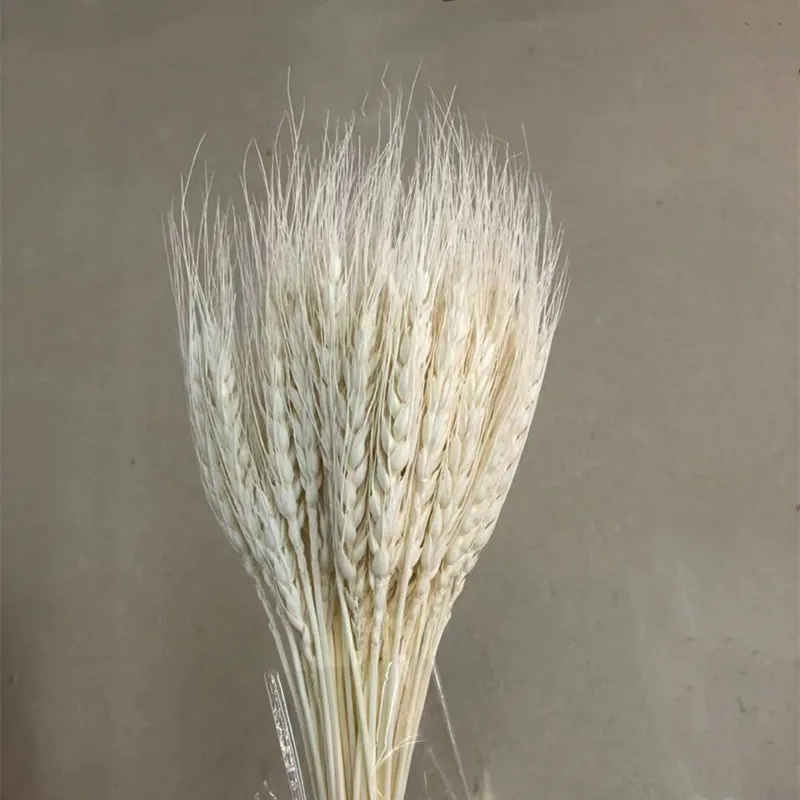 

Dried Flowers Wheat Ear Primary Color, Yellow, White real Bouquets For New Store Ppening Decoration And Wedding Home Decor 45pcs