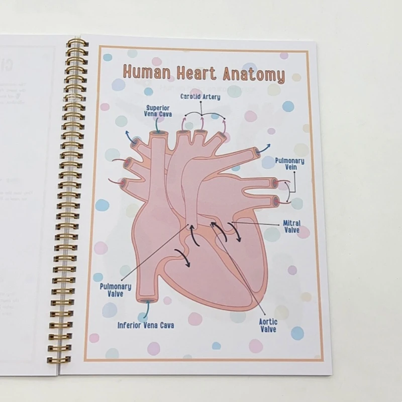 Praktisches Buch zur Anatomie des menschlichen Körpers für Kinder Alter von 6 bis 8 Jahren