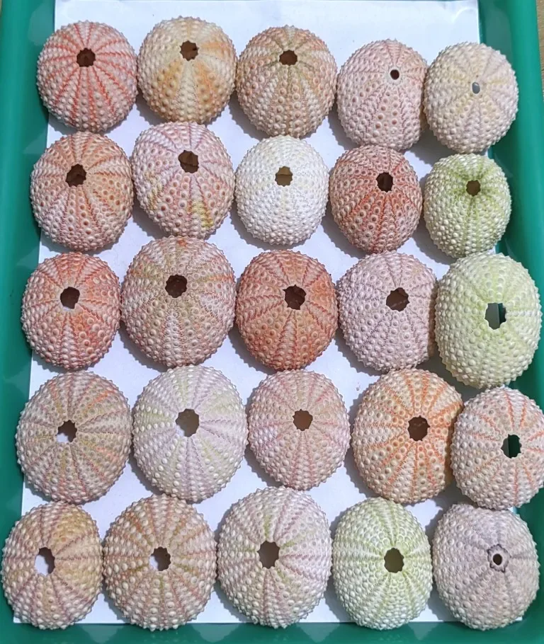 Sea Urchin Shells 3-5cm Pink Natural Conch Marine Wedding Decoration Fish Tank Accessorie Aquarium Home Decor Beach Ocean