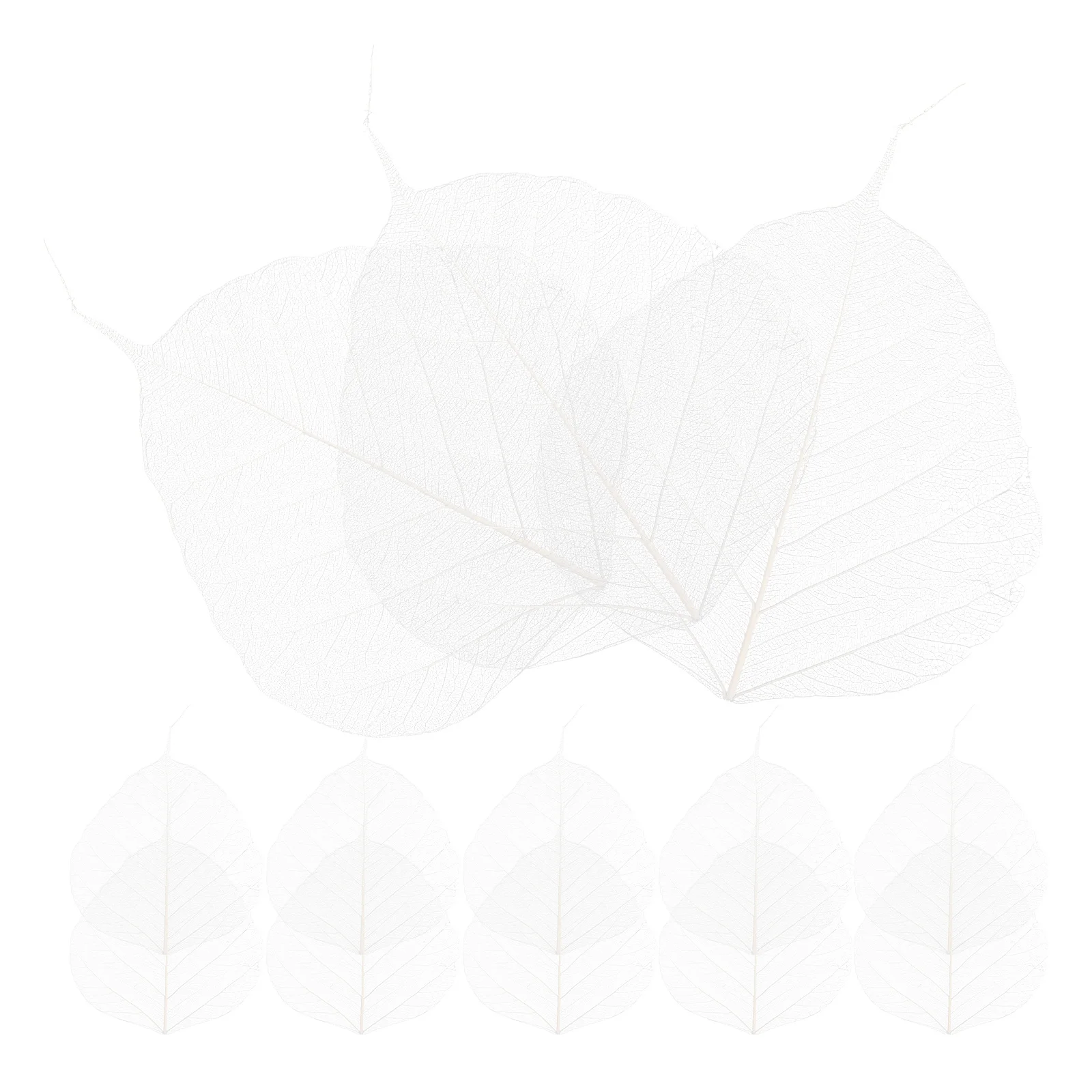 

20pcs Leaf Vein Bookmark Materials Dried Leaves Specimen Craft Project Supplies Natural White Baby Student Supplies