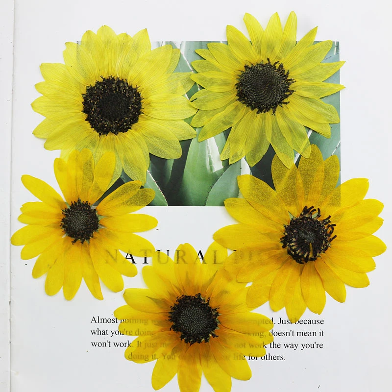 Large Original Sunflower Dried Flower Gifts, Fairy Petal Makeup,10 Pcs