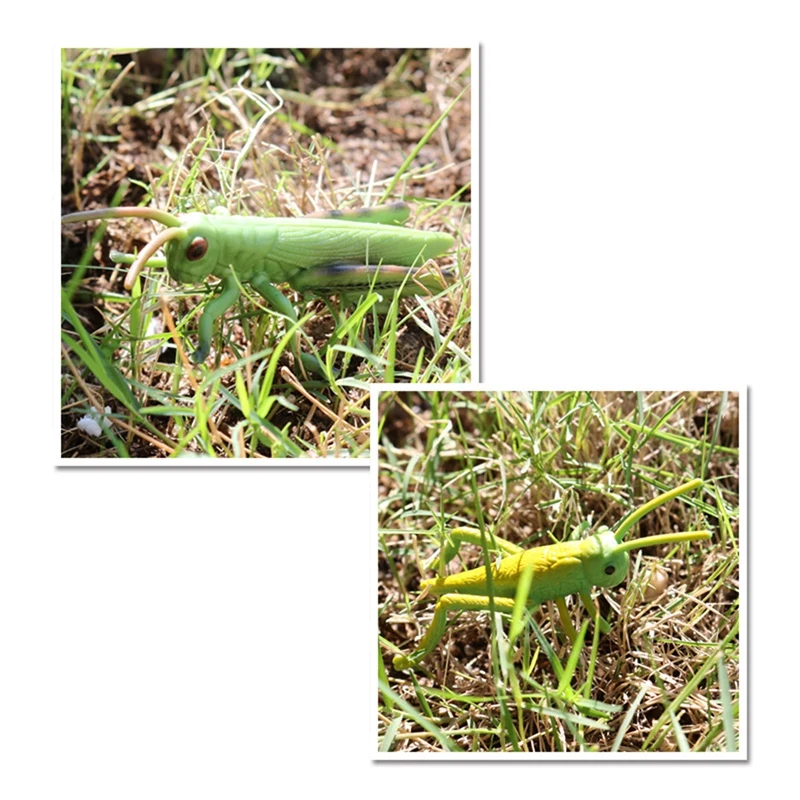 Simulação Locust Animal Life Cycle,Insect Growth Cycle Model, Brinquedos educativos para crianças