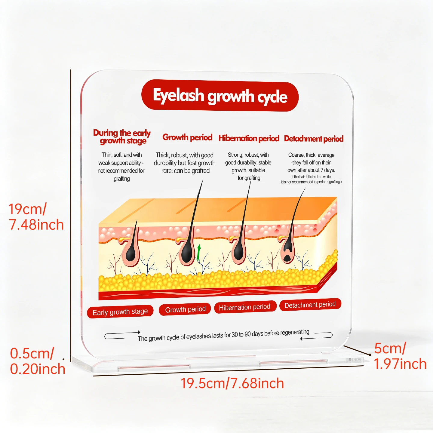 Lash Growth Cycle Display Stand | Professional Eyelash Extension Consultation Board | Lash Tech Salon Educational Sign Tool