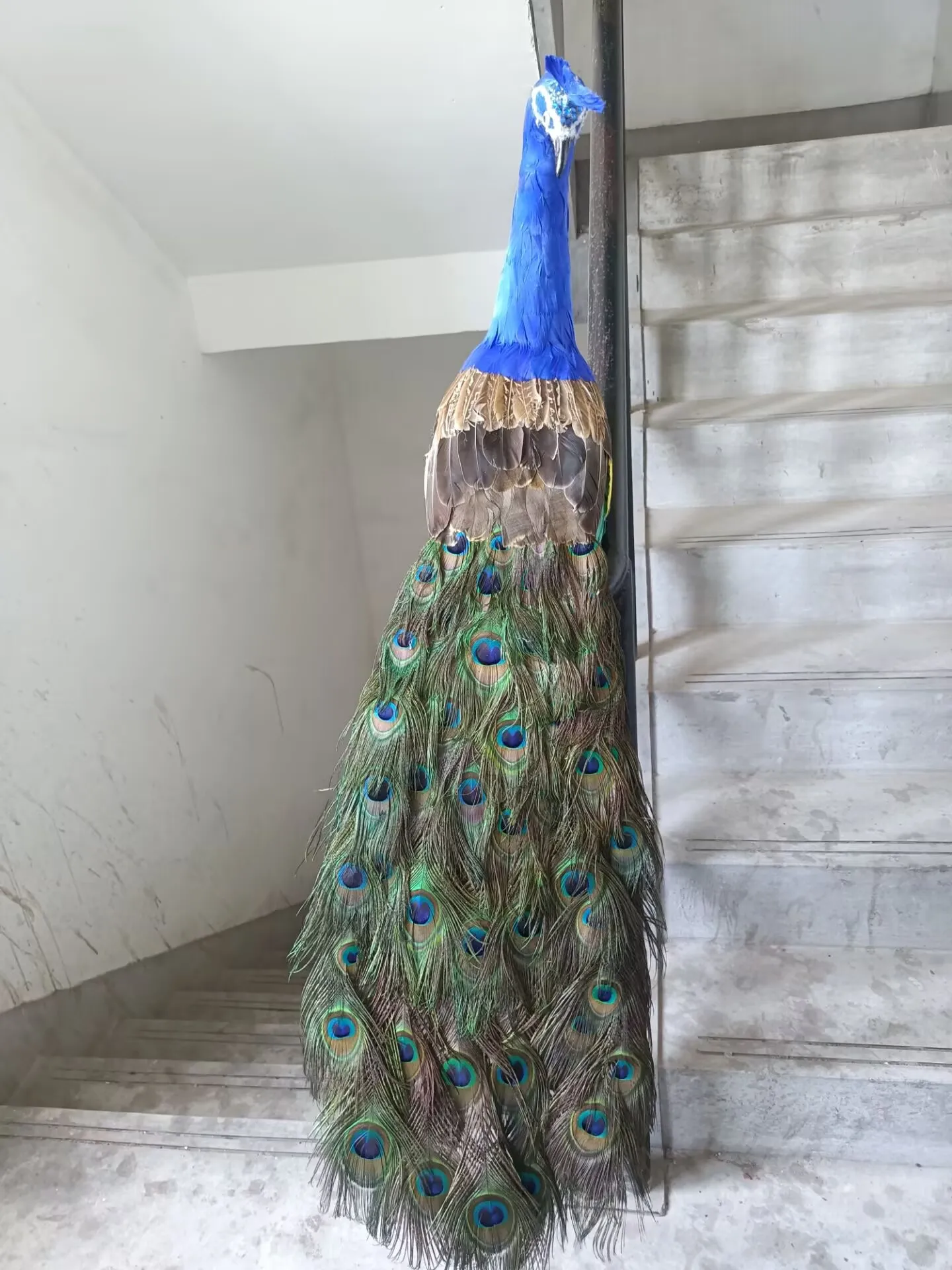 105cm Realistic Peacock Model Simulation Colorful Foam & Real Feather Turned Back Design Unique Gift Idea for Home Decor