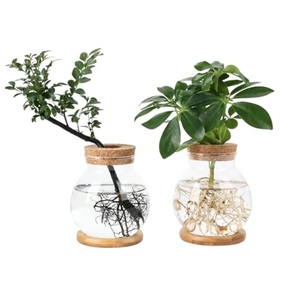 

Станция размножения, шариковая ваза большей емкости с основанием для гидропонных растений, домашний офис, доктор, подарок для любителей растений, 2 шт., стекло T