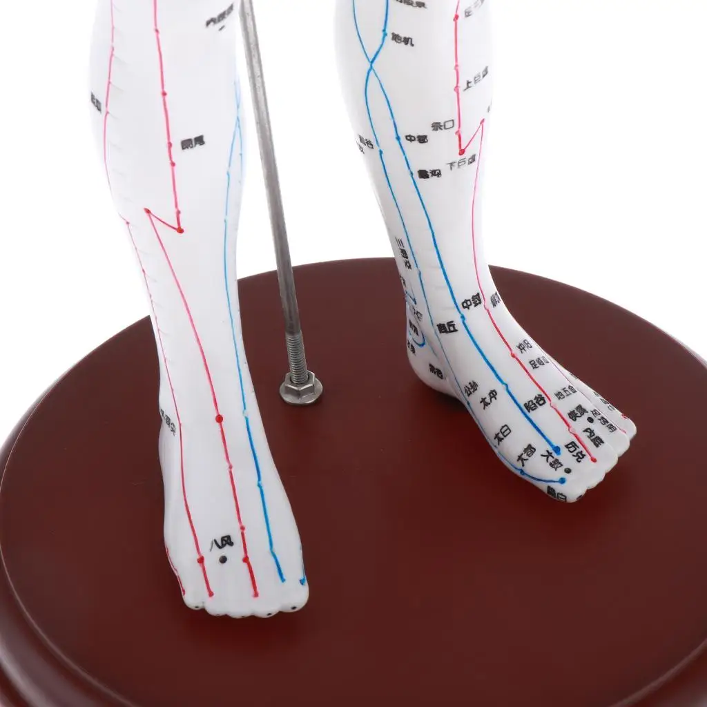 Acupuncture Point Figurine High Detail PVC Human Model Color Coded Chart Book for Professional Learning