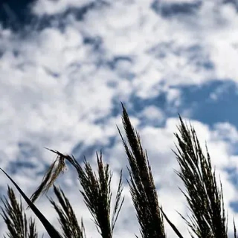 

GEPRC TAKER F405 BLS 100A 8S STACK 4IN1 ESC Black Box Data Analyze Record Flight Barometer Integrated LC Filter Racing FPV Drone