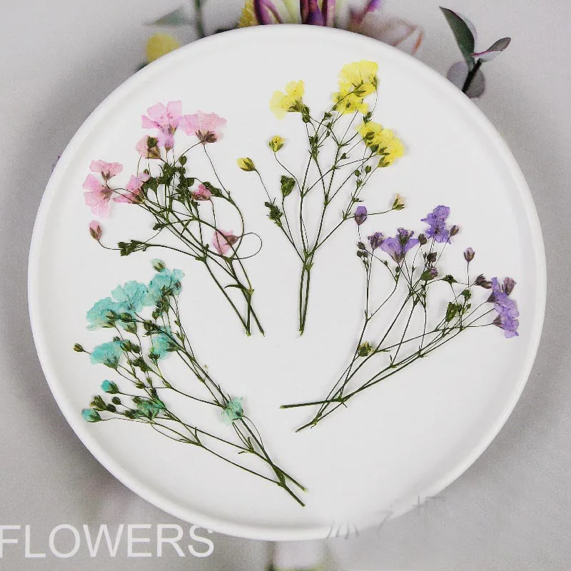 

60pcs Pressed Dried Gypsophila Paniculata Linn Flowers With Stalks Plant Herbarium For Jewelry Postcard Invitation Card Making