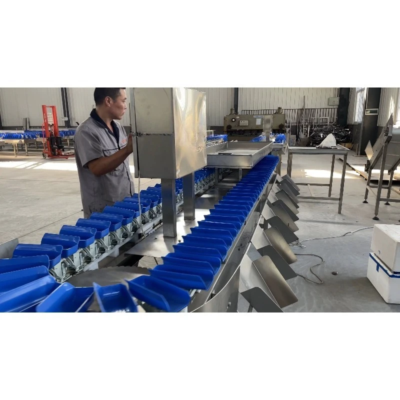 Multi Function Sorting Sea Cucumber & Abalone Grader Machine for Fruit Processing Plants Eco-Friendly