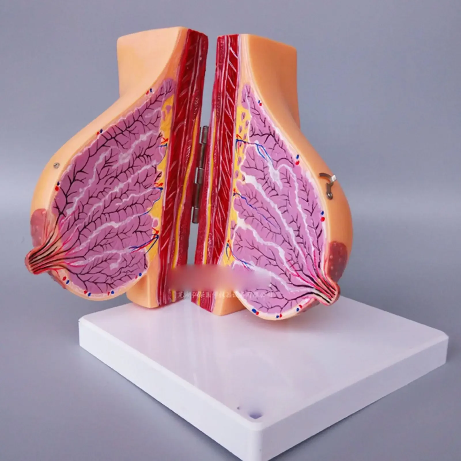 PVC Human Feminine Lactation Anatomy of the Breast Model Anatomy Gynecology Teaching