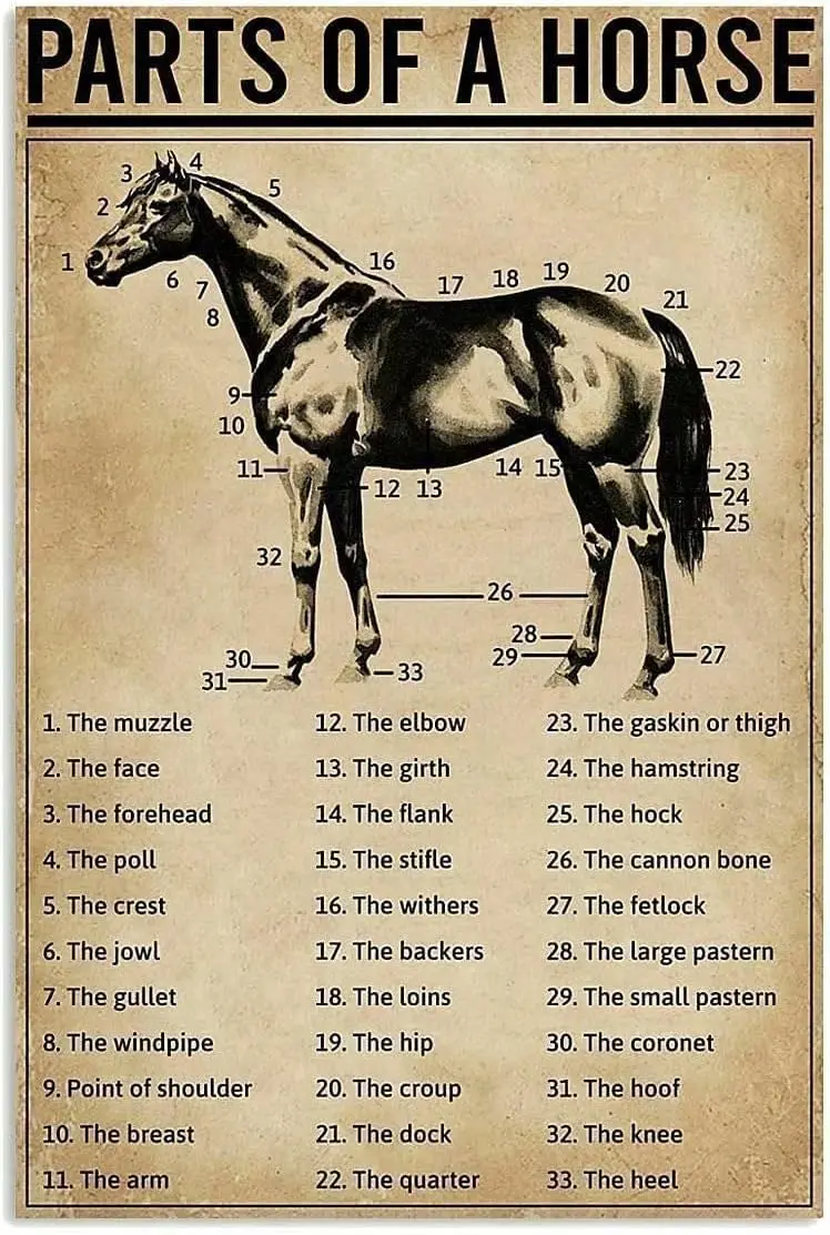 Panneau métallique en étain pour connaissance des chevaux, pièces d'un cheval, affiche imprimée rétro, grottes pour hommes, bars à domicile et paramètres de Pub, ZJTP19