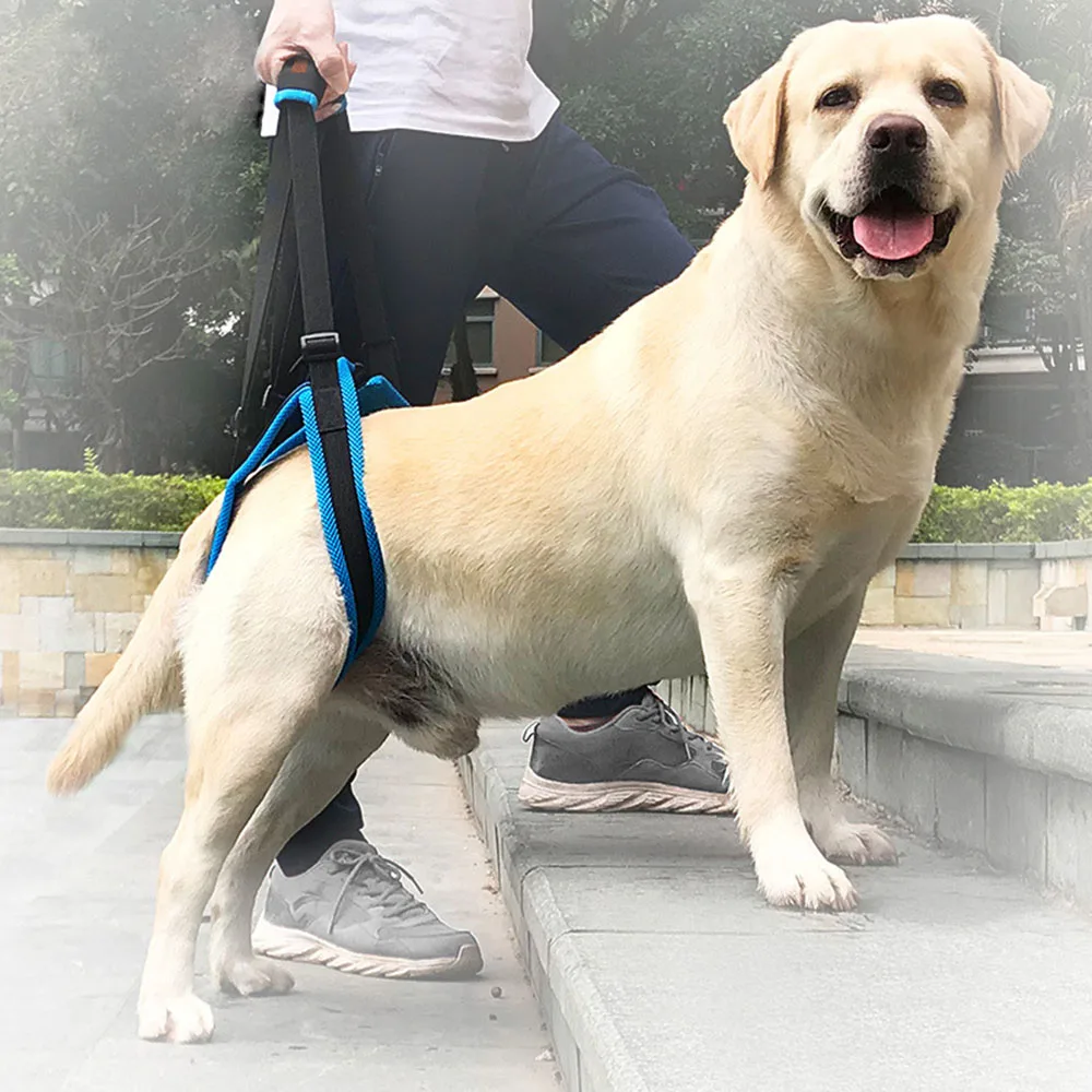 

Dog Balance Assistance Belt Out Portable Leg Walking Support Belt Pet Hind Leg Support Rehabilitation Training Brace Straps