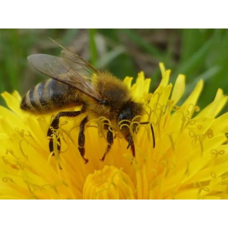 

HM30 Full HD 1080p Digital Image Transmission FPV System Long Range 30KM 60fps 150ms SBUS PWM Mavlink Telemetry OSD CE FCC