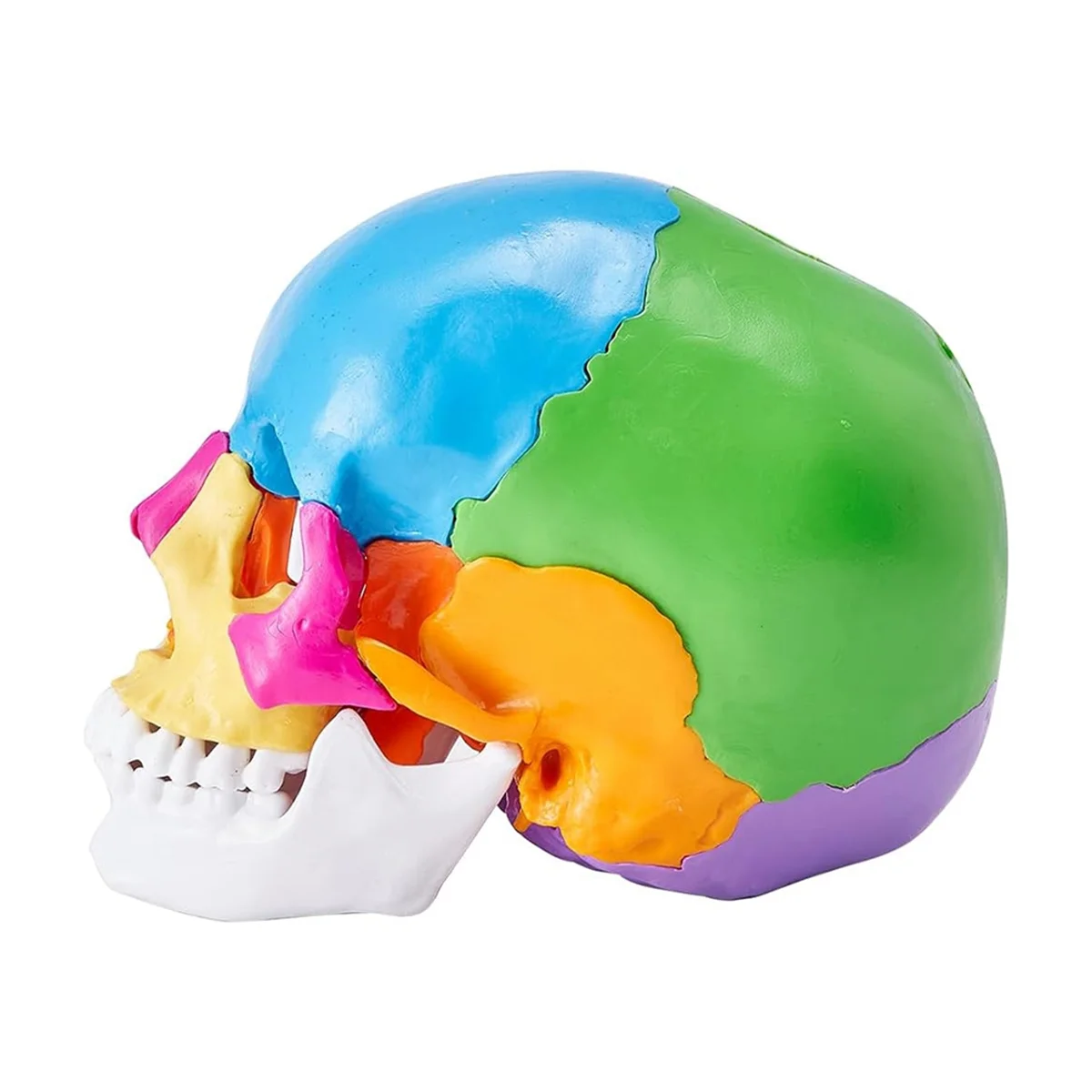 Human Skull Model, Life-Size Painted Anatomy Skull Model, PVC Anatomical Skull A