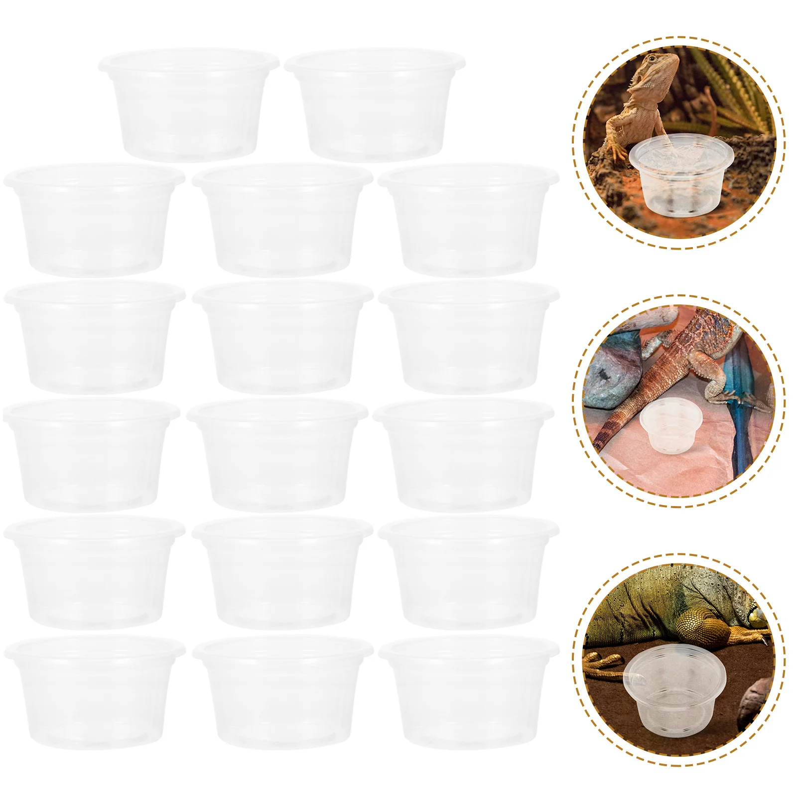 

20 Pcs Reptile Water Box Transparent Food Cups Household Dish Gecko Spider Feeding Bowl Plastic Dishes