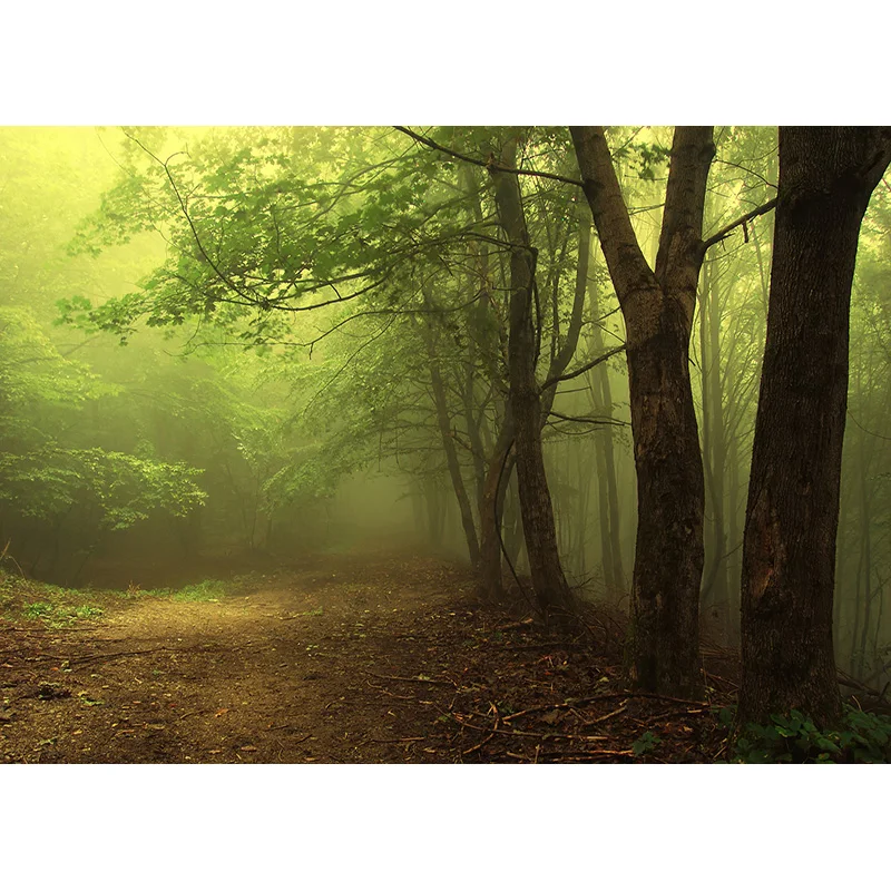 Phong Cảnh Thiên Nhiên Nền Chụp Ảnh Rừng Lúa Mì Lĩnh Vực Cảnh Quan Du Lịch Hình Phông Nền Phòng Thu Đạo Cụ 21512 ZRFJ-05