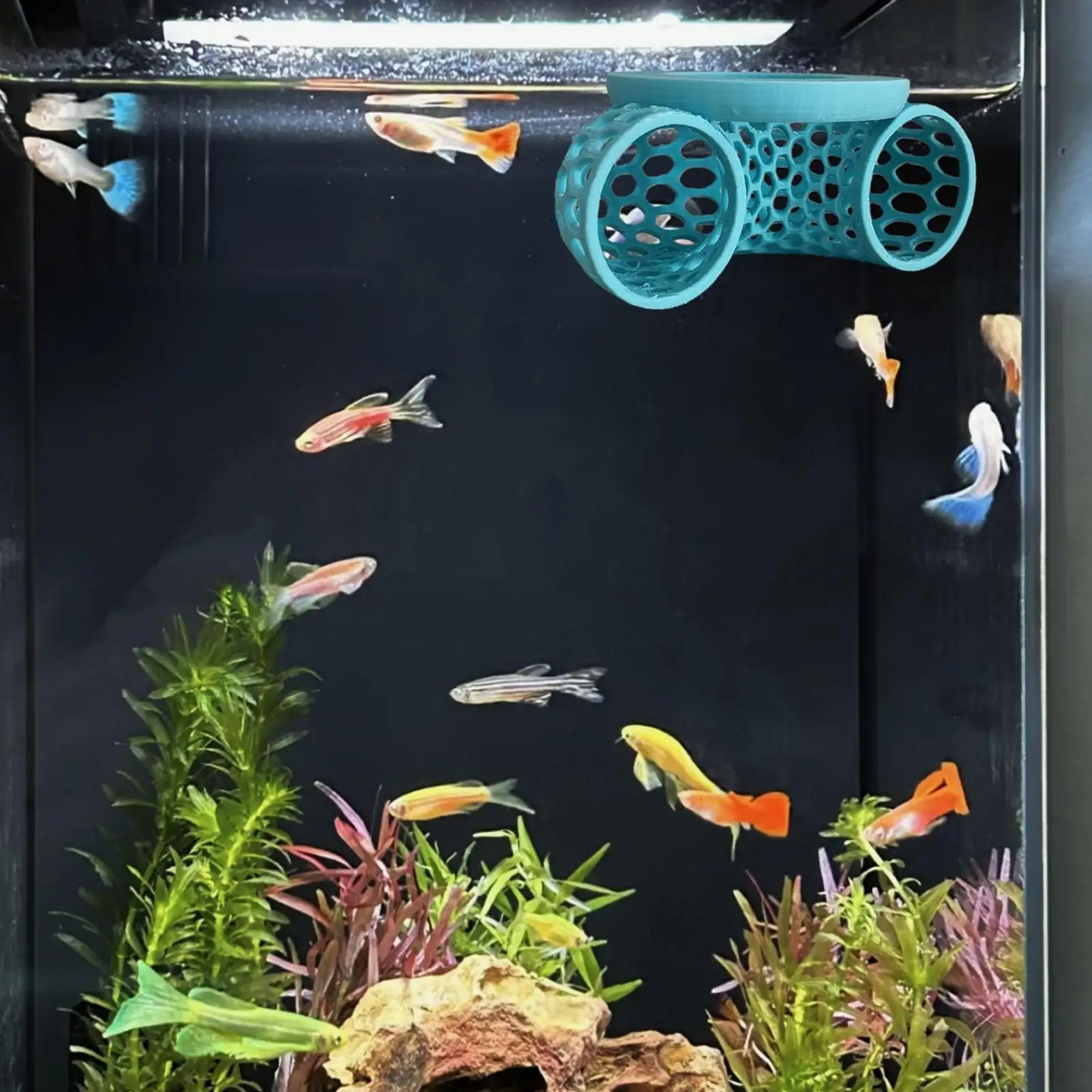 Betta Fish Hammock …