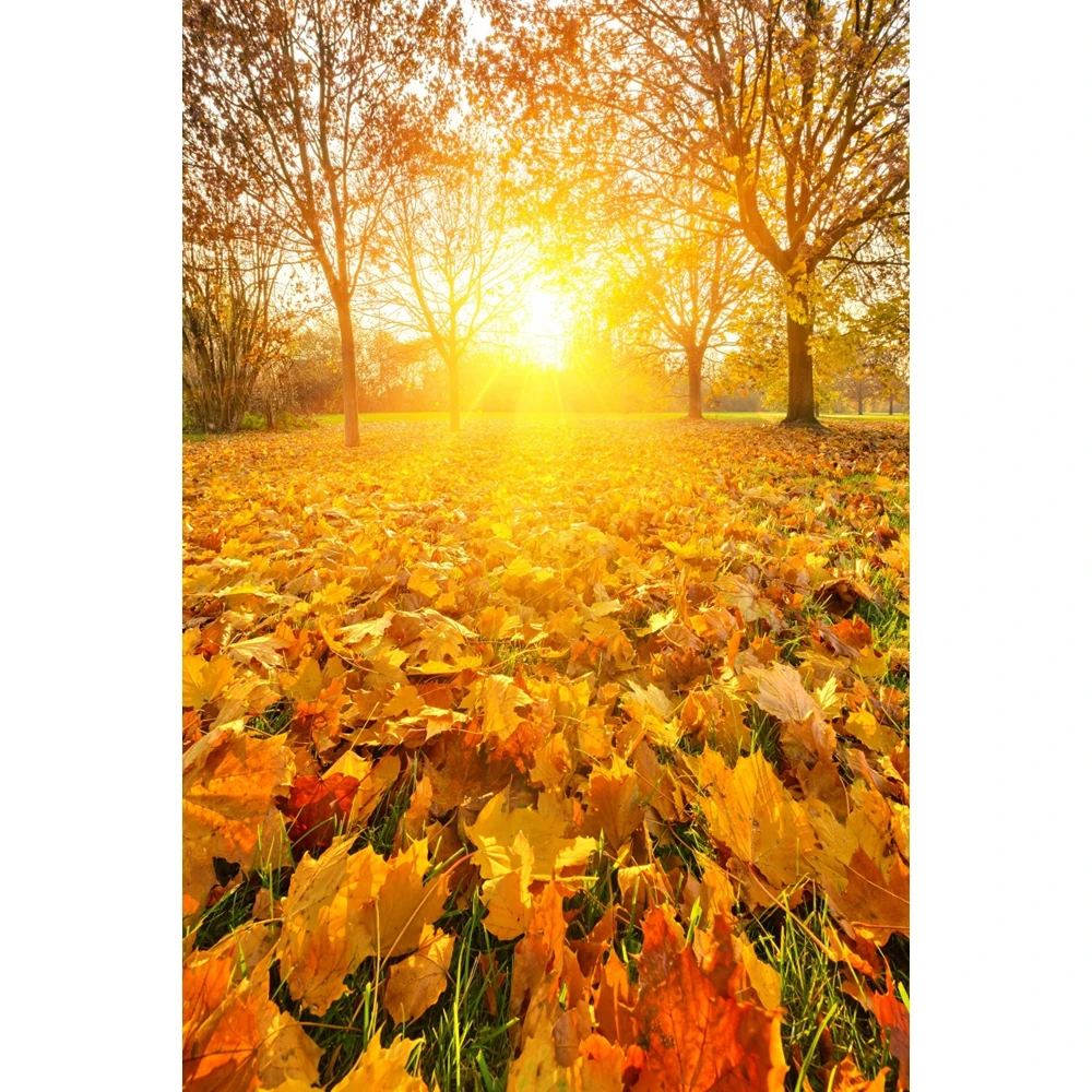 Autumn Maple Forest Backdrop Natural Scenery Fall Fallen Leaves Path Sunshine Baby Portrait Photography Background Photo Studio