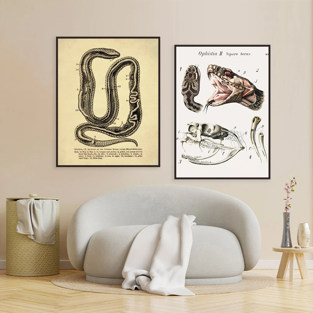 Vintage snake art print, snake anatomy, snake illustration, herpetology, animal dissection, skull poster anatomy, reptile art