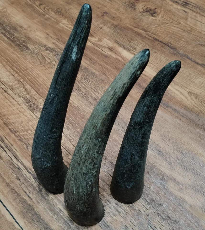 1 PC Solid Yak Horns Authentic Black OX Horn Tibetan Crafts Raw