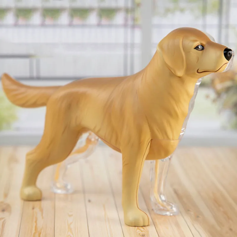 4D Vision Golden Retriever Anatomy Model 30 Parts Detachable Animal Organs Body Anatomical Model Medical Science Teaching