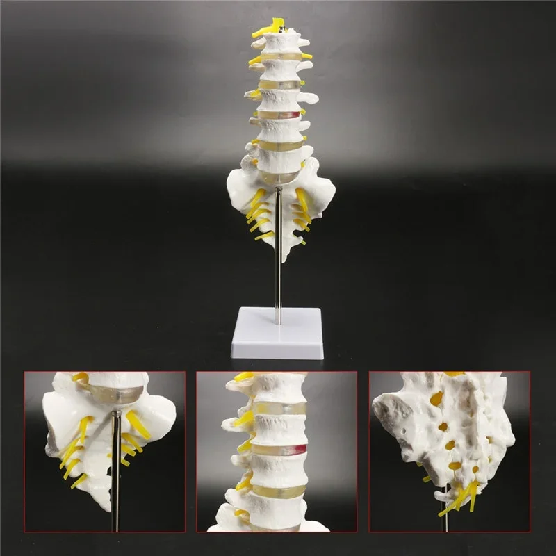 13cm Life Size Chiropractic Human Anatomical Lumbar Vertebral Spine Anatomy Model School Educational Medical Teaching  Tool