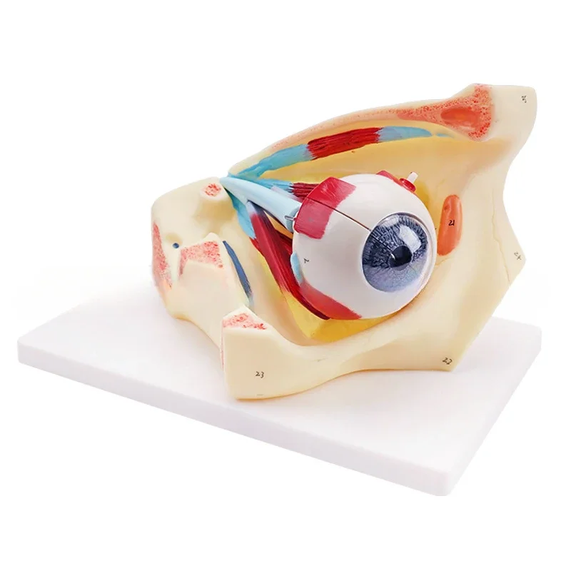 

Biomedical interpretation model Eye band Orbital model