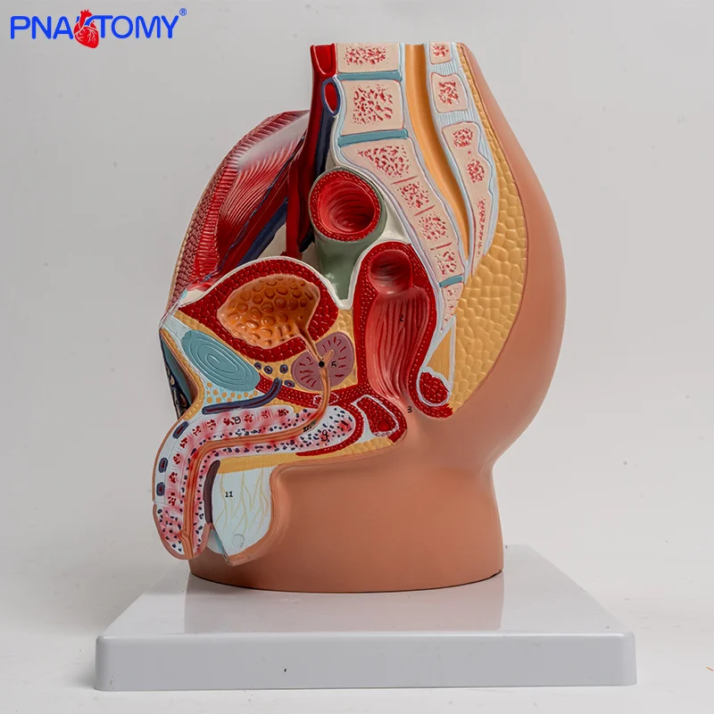 

Adult Male Sagittal Anatomical Model Reproductive Male System Pelvic Structure Assembling Prostate Male Urinary System