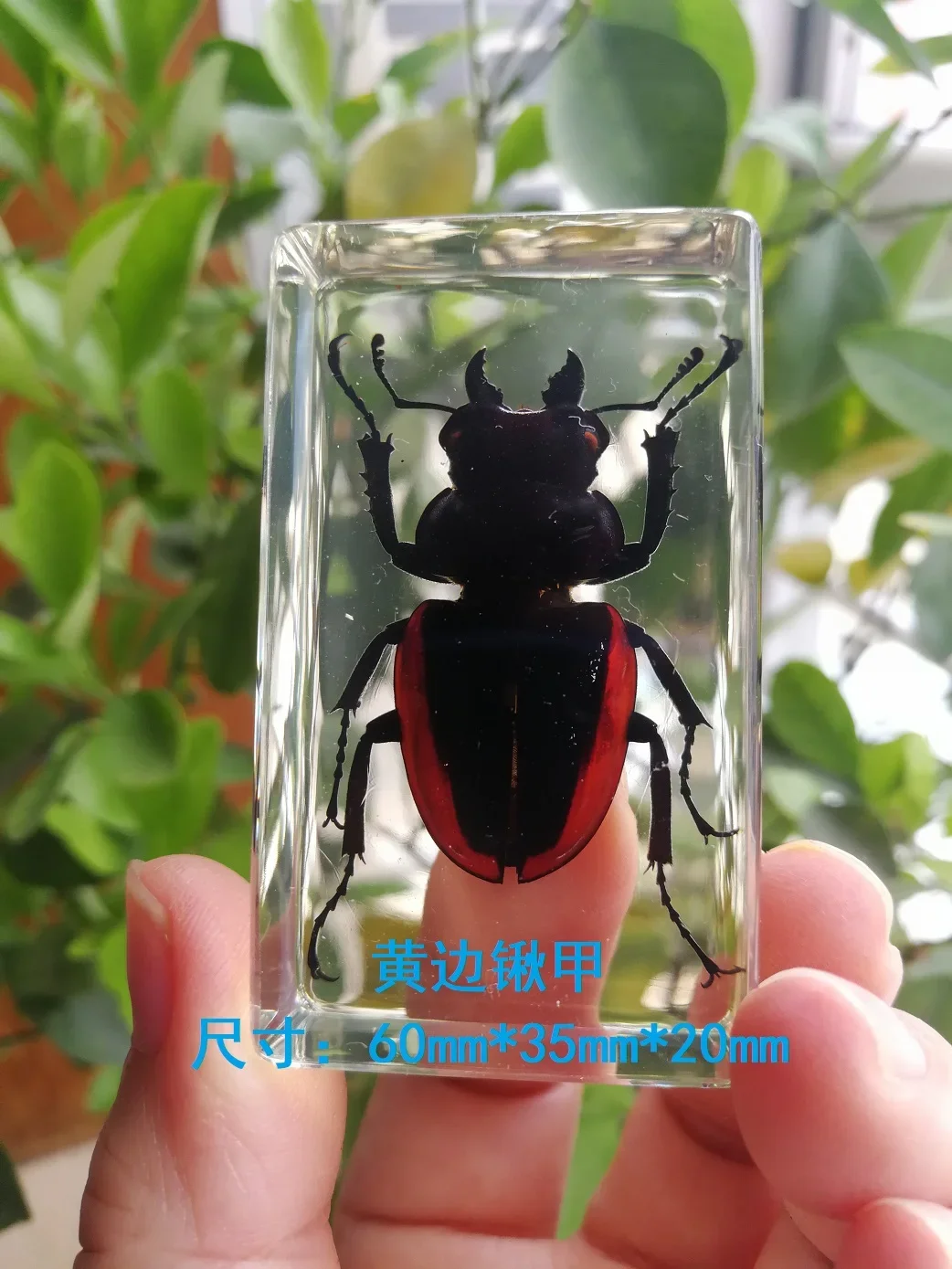 Wholesale 29pcs Insect in Resin Specimen Bugs Collection Paperweights Arachnid Resin Spec Decoration Home Accessories in Random