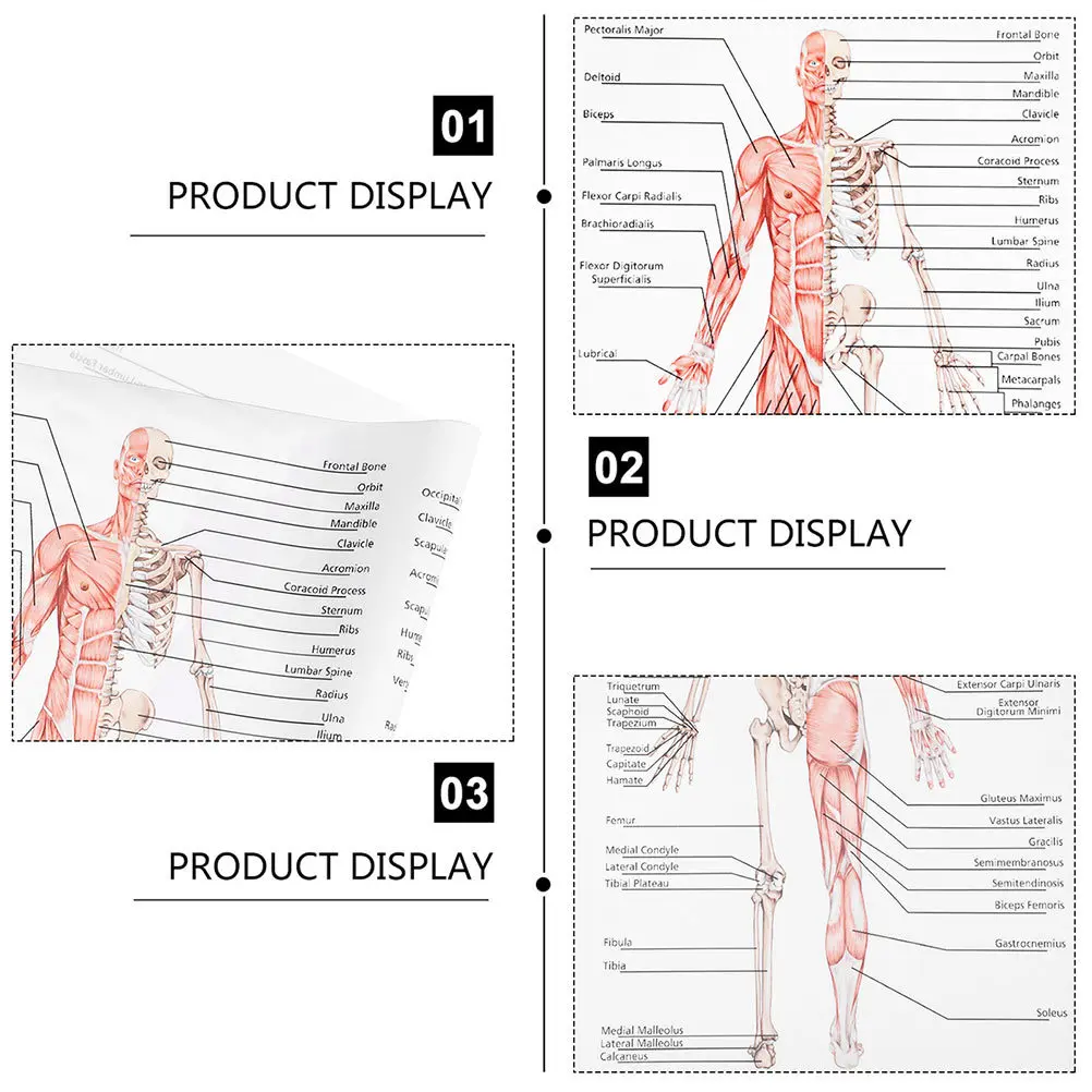 

2Pcs Human Anatomy Poster Skeletal Muscle Diagram Clear Font Teaching Painting for School Laboratory Classroom Science