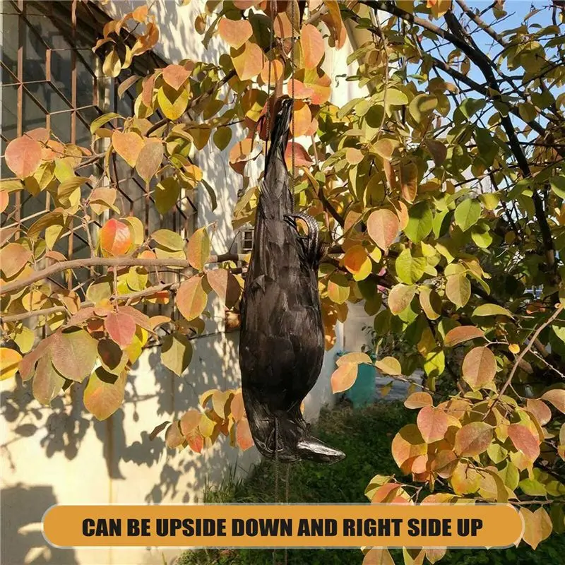 CYCLI-Realistic Hanging Dead Crow Decoy Lifesize Extra Large Black Feathered Crow