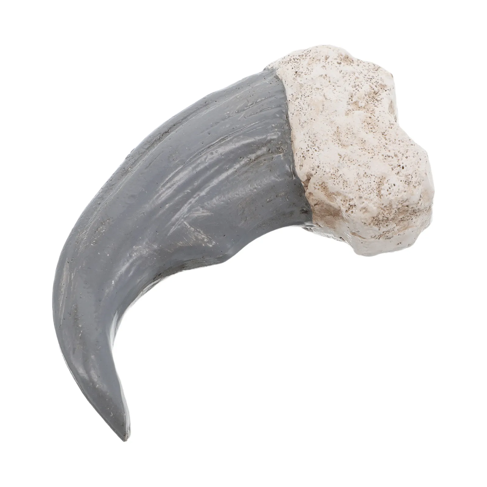 Uncut Specimen Authentic Prehistoric Rock for Study Room Shelf Science Museum Display Geology Teaching Aid