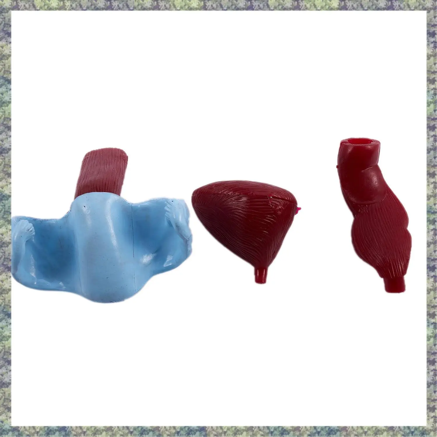 WON Female Pelvis And Reproductive Organs Model Female Bladder Pelvic Floor Muscle Rehabilitation Anatomical Model