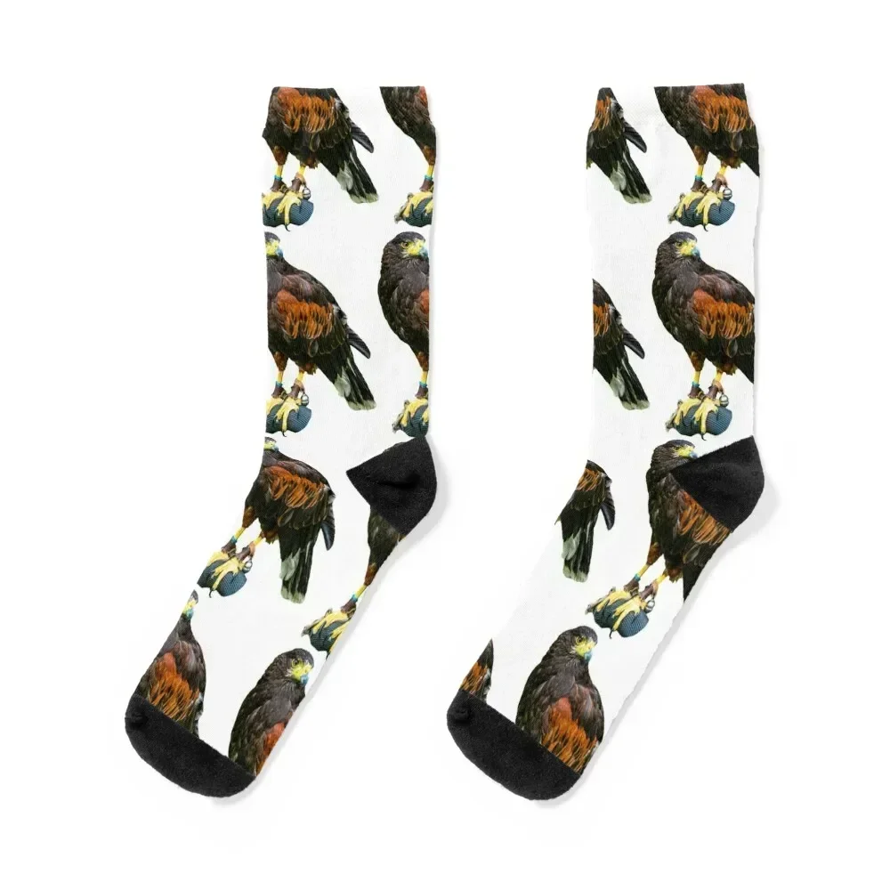 Harris Hawk on a bow perch Socks funny gift cute Socks Women's Men's