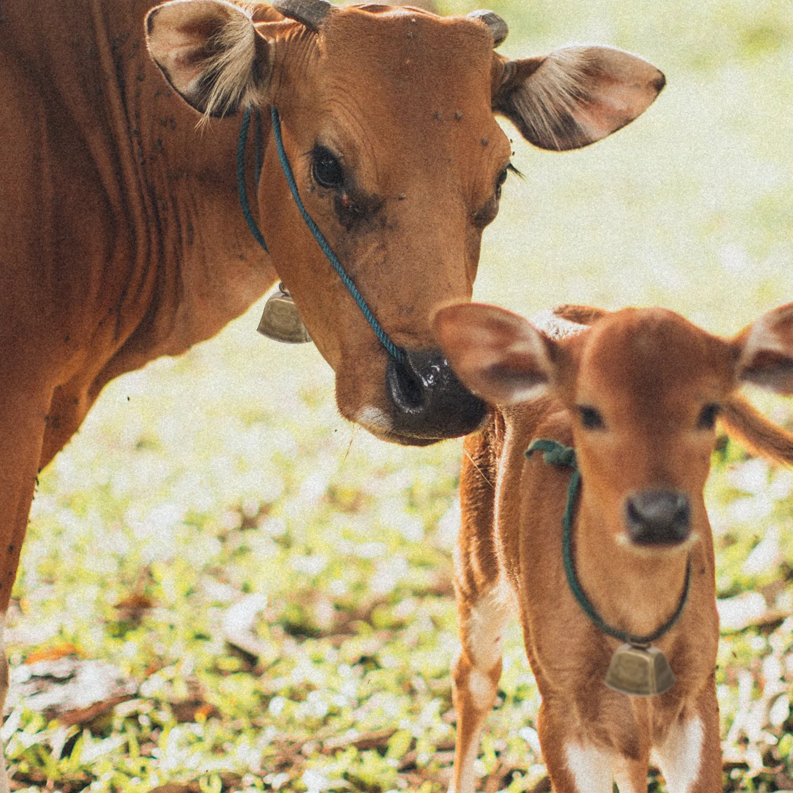 6 قطعة الحرفية المعدنية البقرة خمر لمزرعة الحيوان رعي بصوت عال رنين أجراس زينة عيد الميلاد جرس معلق الحلي الأغنام الحصان #1