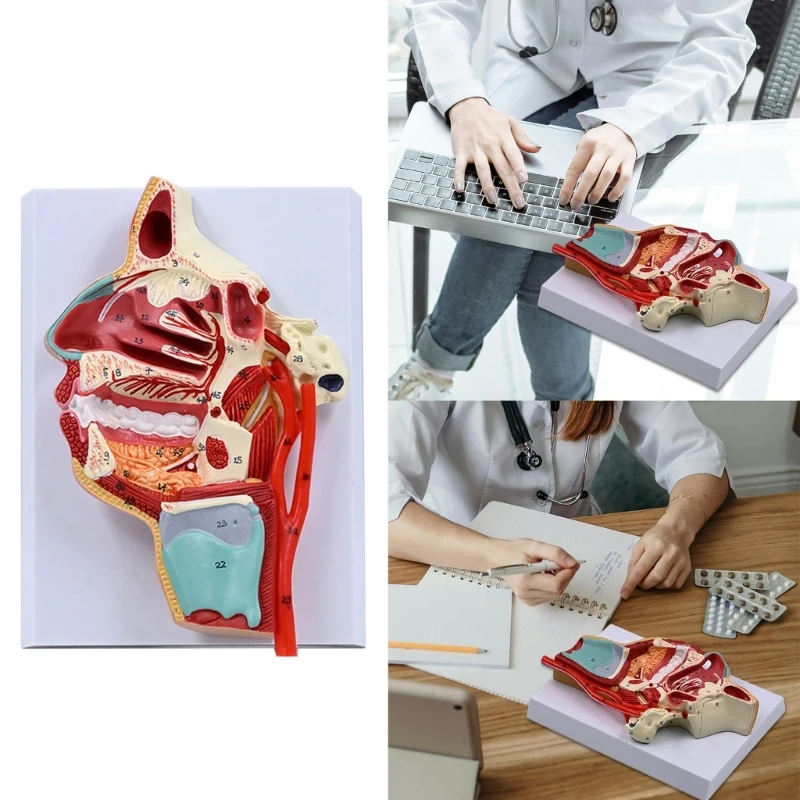 

Human Nasal Cavity Model Medicals Teaching Tool Human Cavity Throat Anatomy Model Teaching Supplies for School Hospital D2RC
