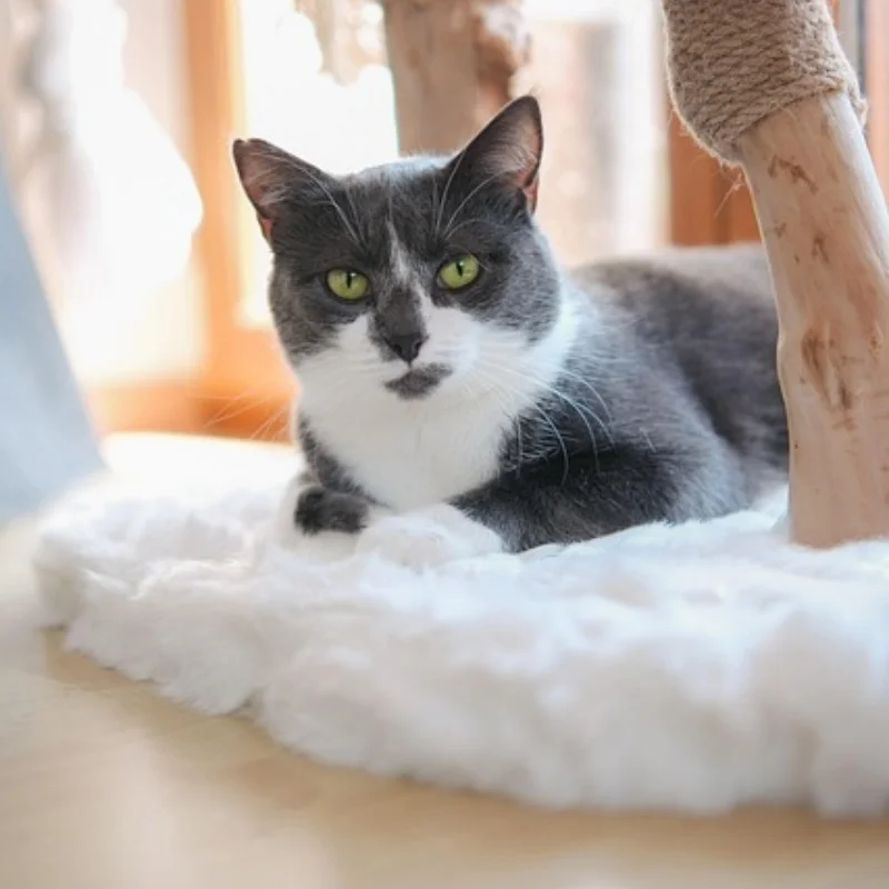 

коробка передач в сборе с прозрачной крышкой, подходит для коробки передач DIY 1/10 SCX10 TRX4